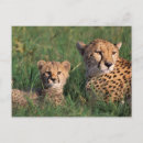 Search for acinonyx jubatus postcards Cub