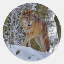 Search for snow wolf stickers Wildlife