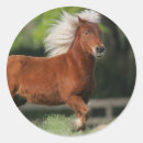 Search for miniature horse stickers Bob langrish