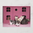Recherche de chat domestique cartes postales Rose