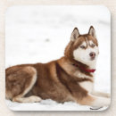 Search for siberian coasters Snow dog