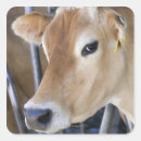 Search for cow head stickers Agriculture