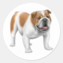 Search for english mastiff stickers Pug