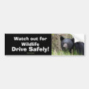 Search for black bear bumper stickers Nature