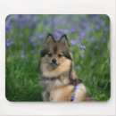 Recherche de profil chien tapis souris Pomeranian