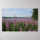 Recherche de fireweed Fleur