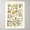 Search for poisonous plants posters Botany