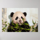 Search for panda wall posters Pandas