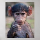 Recherche de babouin posters Singe