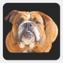 Search for funny english bulldog stickers Puppy