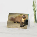 Recherche de martres cartes postales Nature