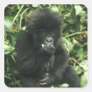 Search for mountain gorilla stickers Baby
