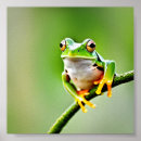 Search for green tree frog posters Animal