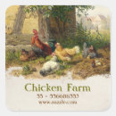 Search for chicken hen bird stickers Poultry
