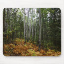 Recherche de forêt bouleau tapis souris Nature