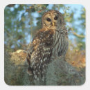 Search for barred owl stickers Usa