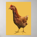 Recherche de poule rouge posters Animaux