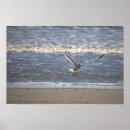 Search for seagull posters Photography