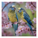 Search for budgies posters Blue