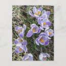 Search for spring crocus postcards Floral