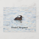 Search for hooded postcards Birds