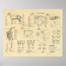 Recherche de anatomie cheval posters Squelette