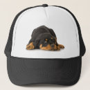 Search for rottweiler hats Pet