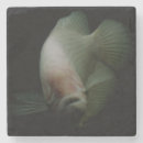 Search for tank coasters Pet
