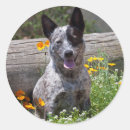 Search for two dogs stickers Fun