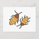 Search for hissing postcards Cockroaches