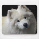 Search for samoyed mousepads white