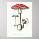 Search for magic mushroom posters Nature
