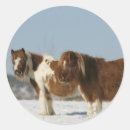 Search for miniature horse stickers Standing