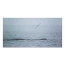 Recherche de d baleine posters Océan