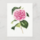 Search for camellia postcards Illustration