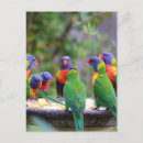 Search for lorikeet postcards Colourful
