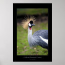 Search for african wildlife posters Photograph