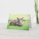 Search for warthog cards Animal