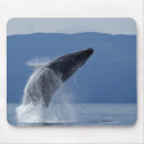 Search for humpback mousepads Nature