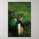 Recherche de cerfs communs de queue art Animal