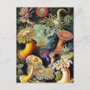Search for ernst postcards Ocean