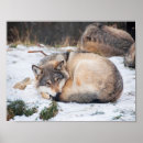 Search for wolves posters Woods