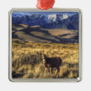Search for dune ornaments Outdoors