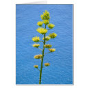 Recherche de agave vœux cartes Fleurs
