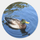 Search for mallard duck stickers Blue