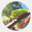 Recherche de puanteurs autocollants Insecte