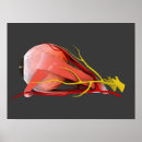 Recherche de muscle humain posters Nerfs optiques