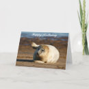 Search for seal birthday cards Cute
