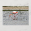 Search for flamingos postcards Photograph