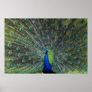 Search for strut posters Feathers
